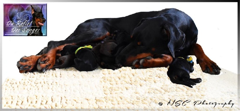 chiot Dobermann du Reflet des Songes