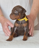 CHIOT COLLIER JAUNE