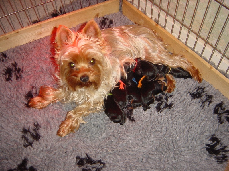 Chiots Alexia
