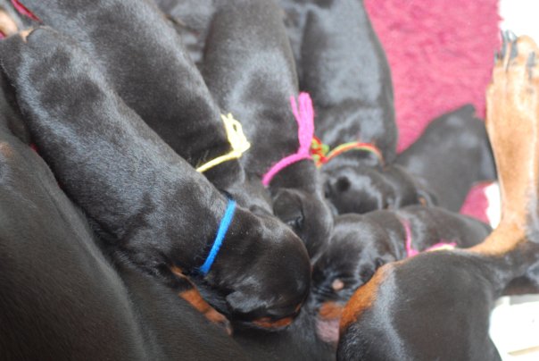 Chiot C'senja 2009
