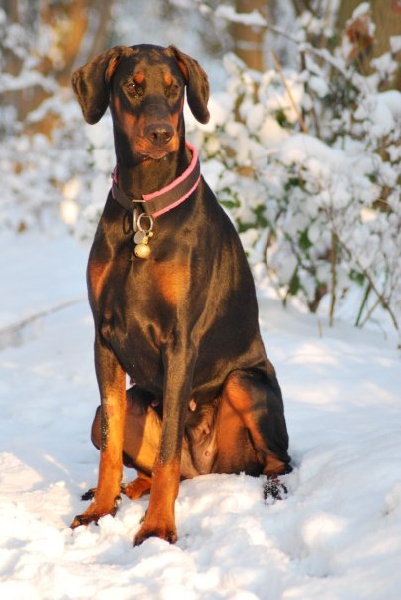 Jour de Neige 